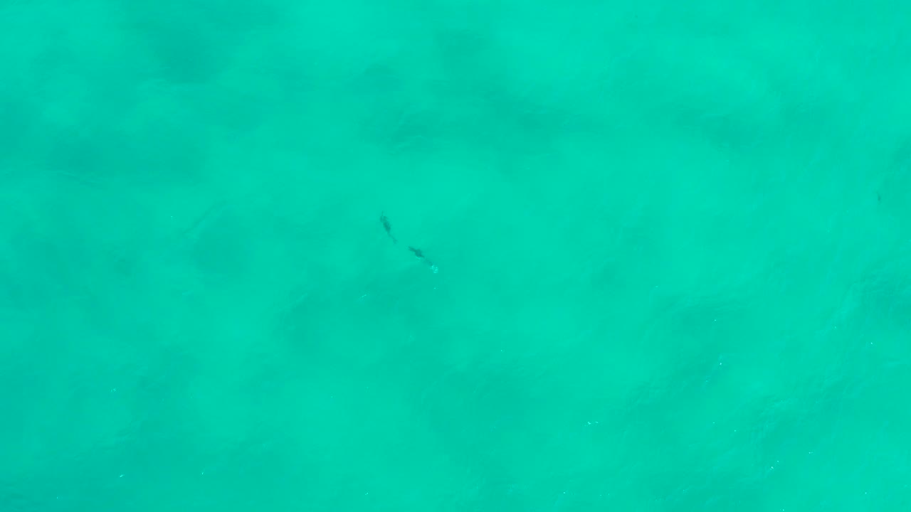 Top-down view of turquoise water in San Jose Del Cabo, Mexico, with a small dark fish-like shape near the upper left and no clearly visible person in this frame.