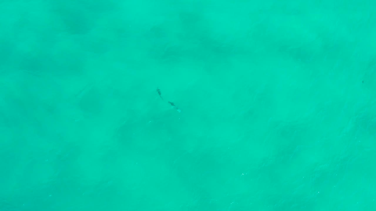 Emerald ocean surface with faint underwater patches and a dark fish shape.