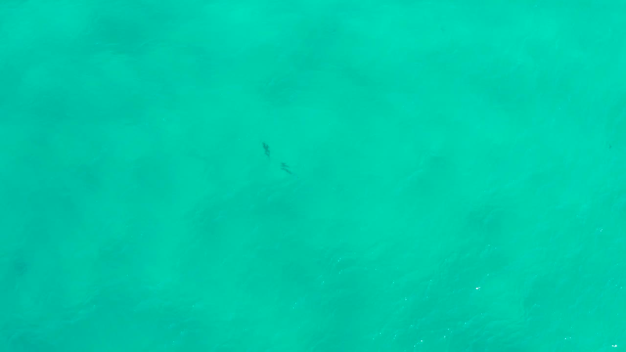 Top-down San Jose Del Cabo ocean view with clear green-blue water and a small dark fish-like shape sitting high in the frame, with no shoreline visible.