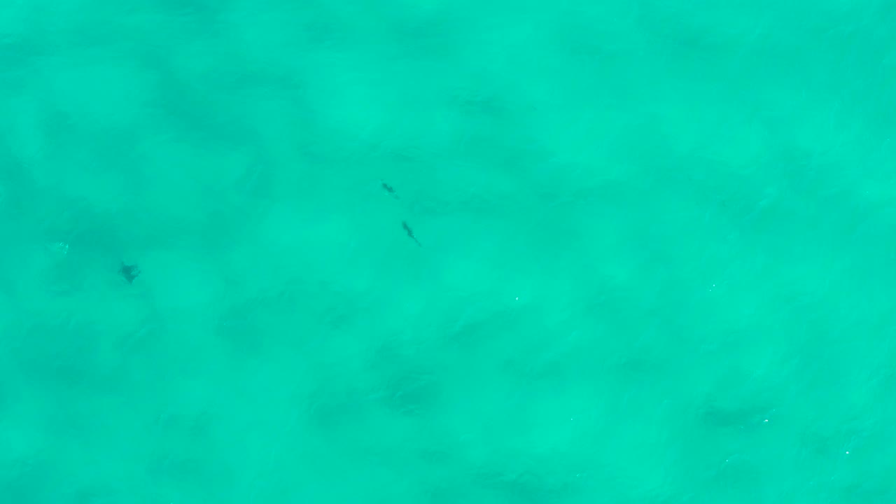 Top-down aerial view of turquoise water in San Jose del Cabo, Mexico, with faint dark fish shapes beneath the surface and no visible people.