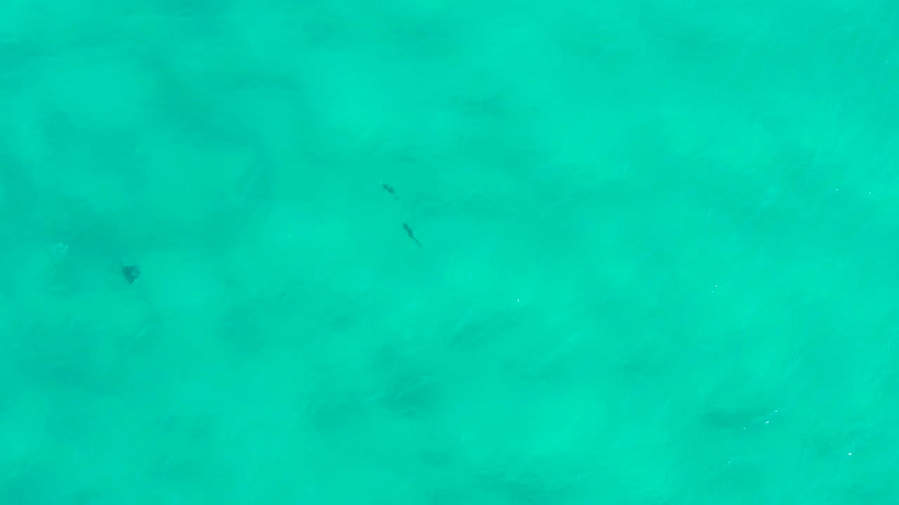 Aerial overhead frame of blue-green San Jose del Cabo water with small dark fish marks near the upper portion and no visible people.
