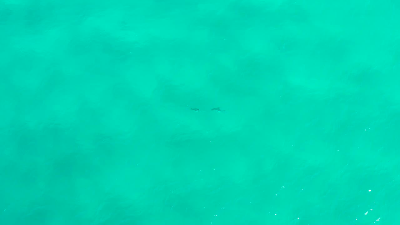 Overhead turquoise water in San Jose Del Cabo, Mexico with a small paired dolphin shape near the upper left and no visible people.
