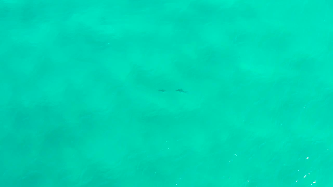High overhead view of blue-green water in San Jose Del Cabo, Mexico with two small dolphin forms near the top center and no visible people.
