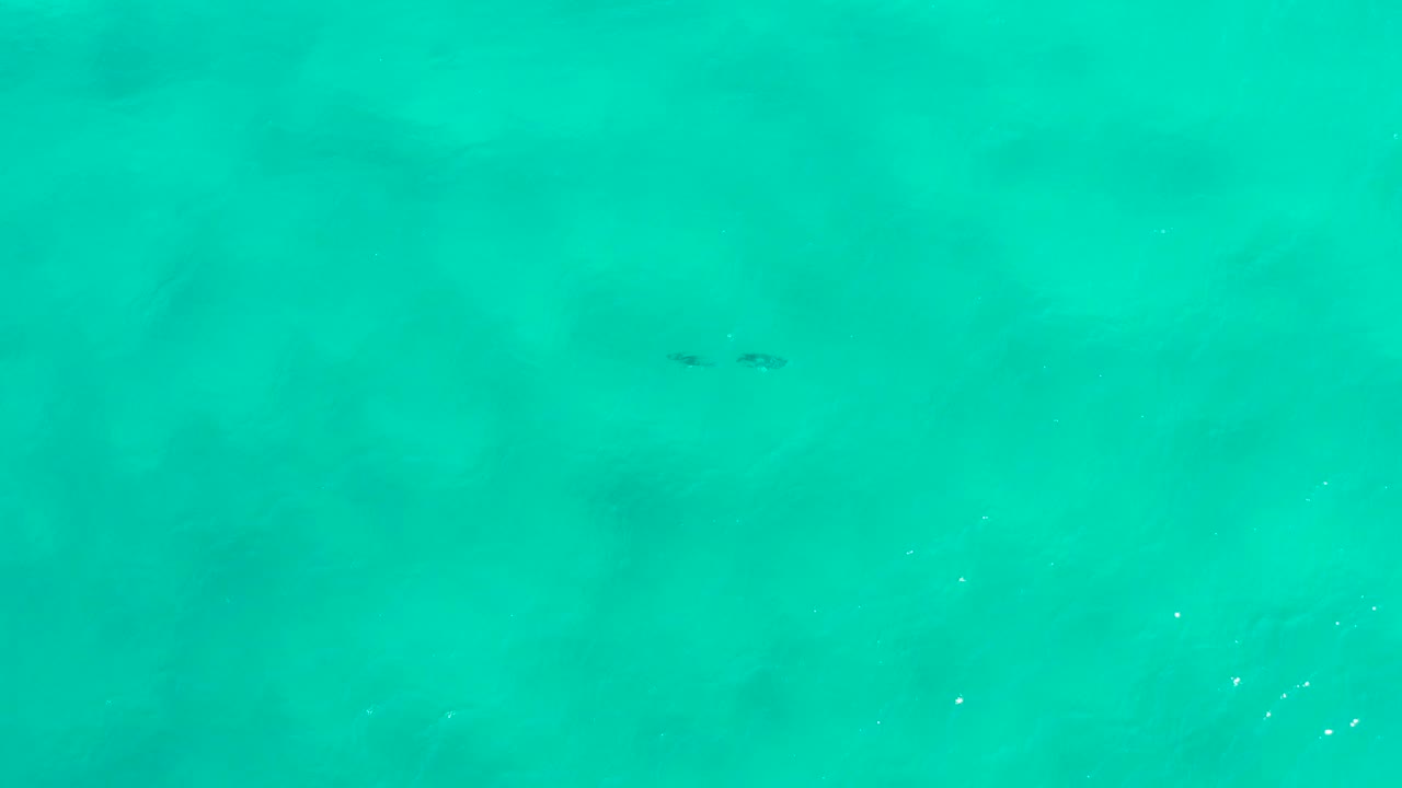Aerial-looking frame of turquoise sea in San Jose Del Cabo, Mexico with a small dolphin pair near the upper right and no visible people.