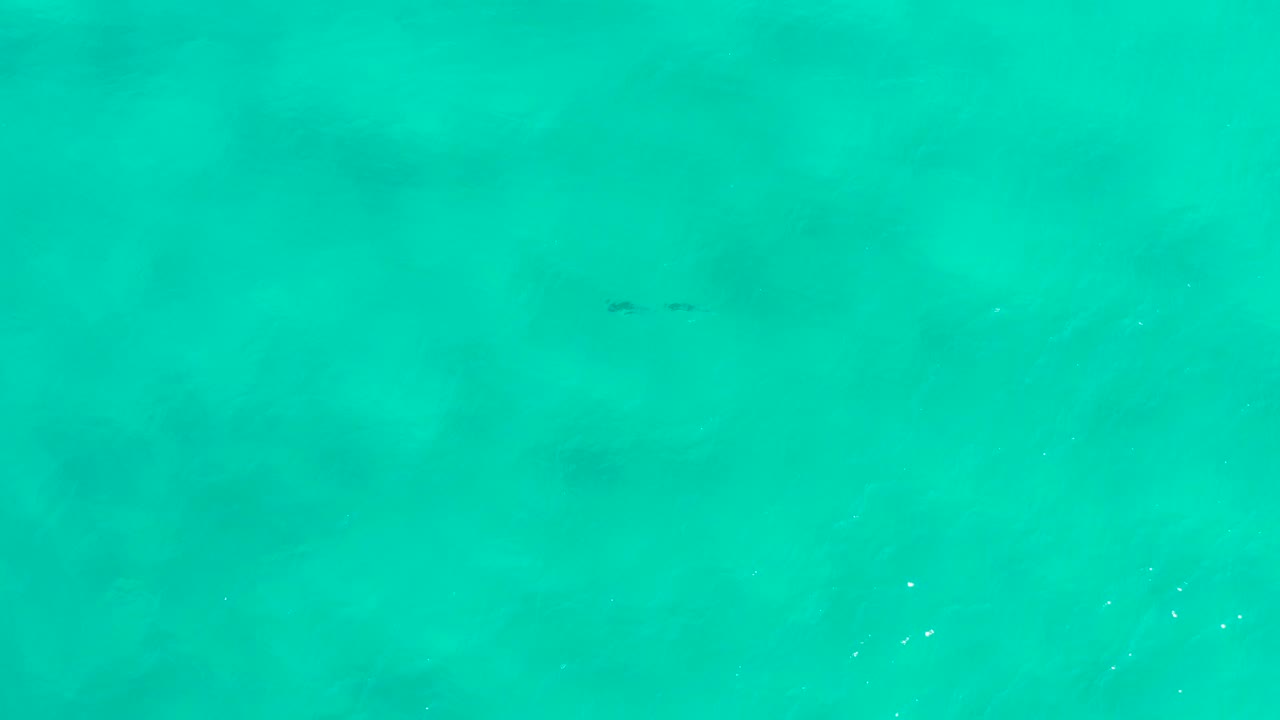 Open turquoise water with paired dolphin shapes left of center.