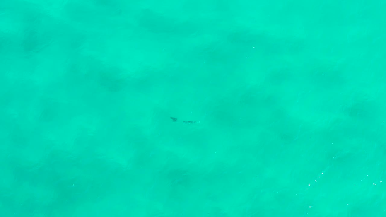 Overhead view of turquoise water in San Jose Del Cabo, Mexico, with a small dark aquatic animal near the upper left and no visible people.