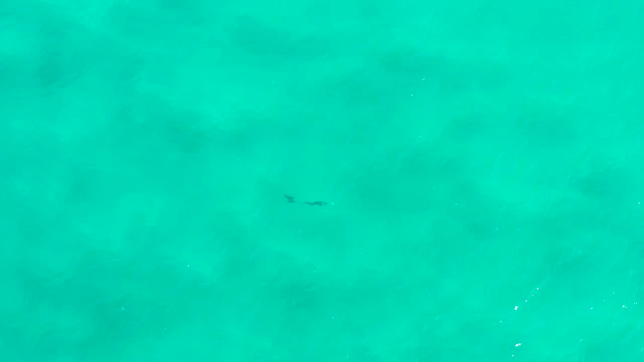 Aerial view of blue-green water in San Jose Del Cabo, Mexico, with a dark aquatic animal near the upper center and no visible people.