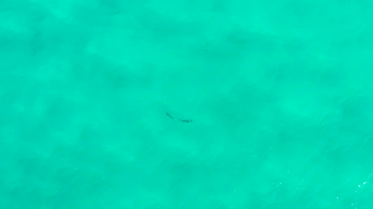 Overhead turquoise water in San Jose Del Cabo, Mexico, with a small dark aquatic animal shifted toward the upper right and no visible people.