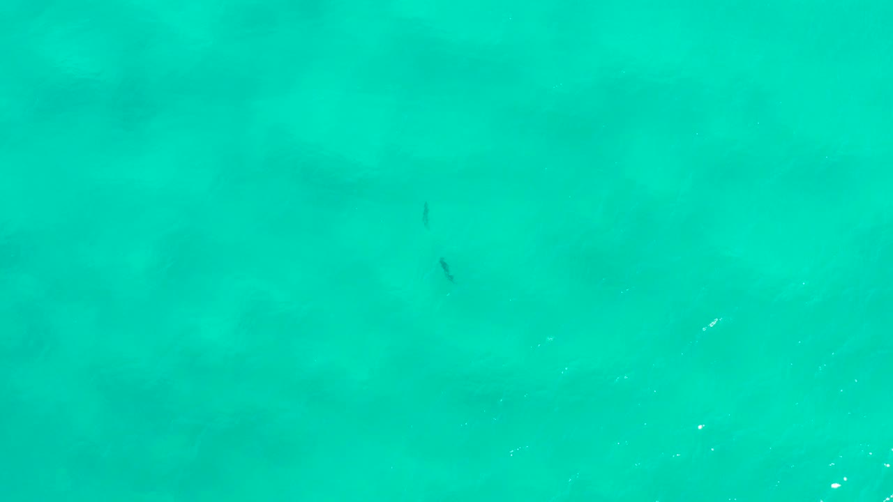 Turquoise ocean water with small fish shapes near the surface.