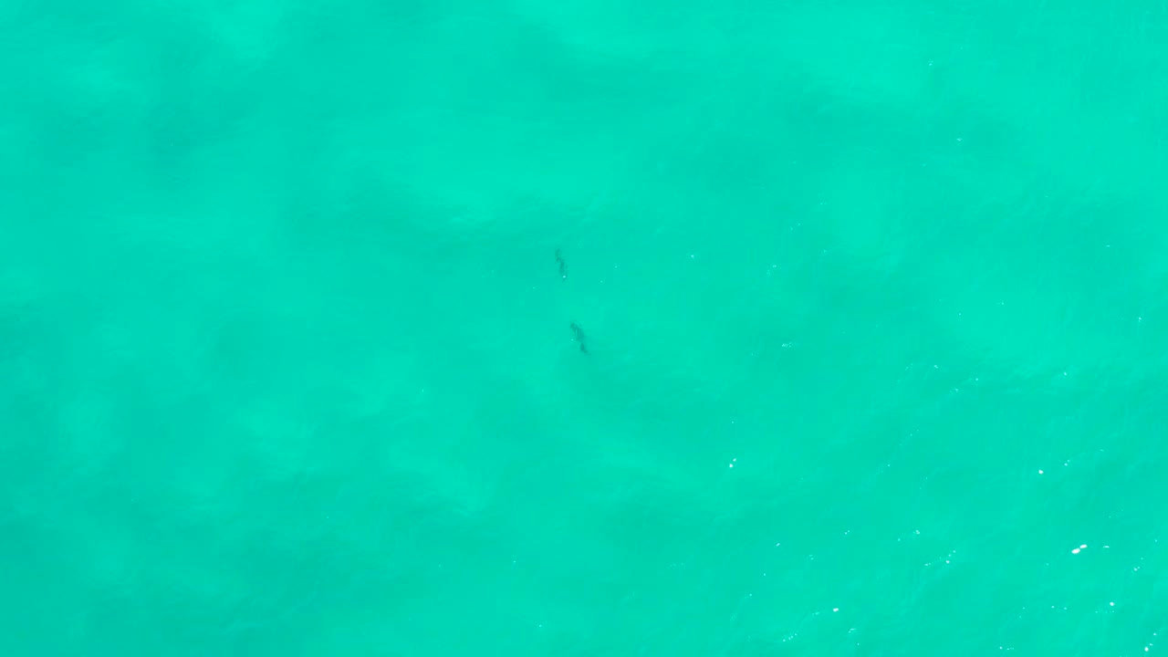 Clear turquoise sea surface in San Jose Del Cabo includes small dark fish shapes, mild wave texture, and blurred darker areas beneath the water, with no visible people.