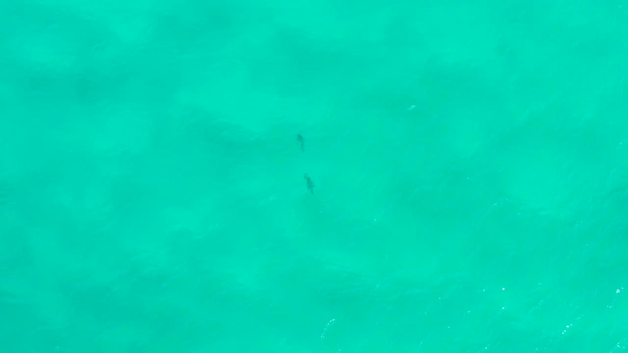 Bright turquoise open water in San Jose Del Cabo contains two small fish shapes near the upper area and subtle sparkle on the surface, with no visible people.