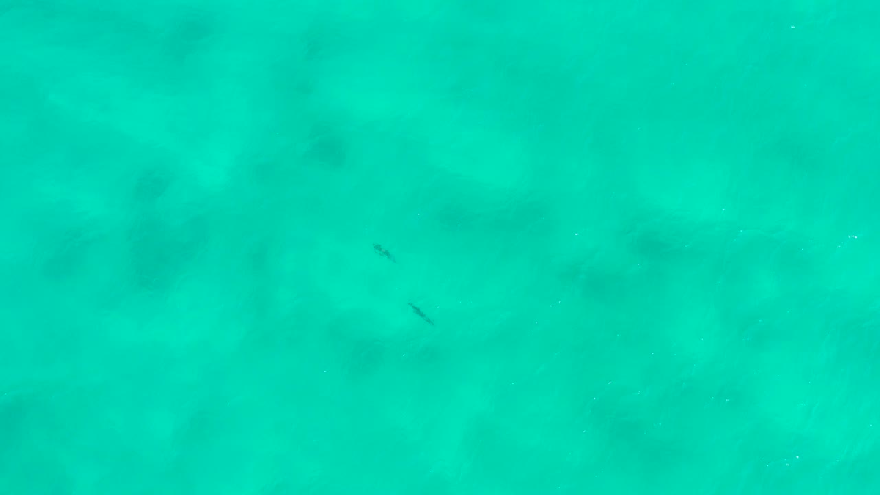 Overhead view of turquoise San Jose del Cabo water with a small dark fish shape near the left side and no visible people.