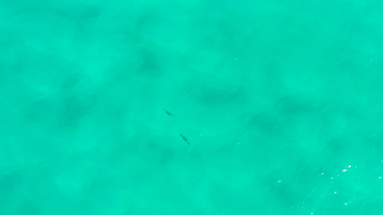 Top-down San Jose del Cabo water view with a small dark fish mark, scattered light specks on the surface, and no visible people.