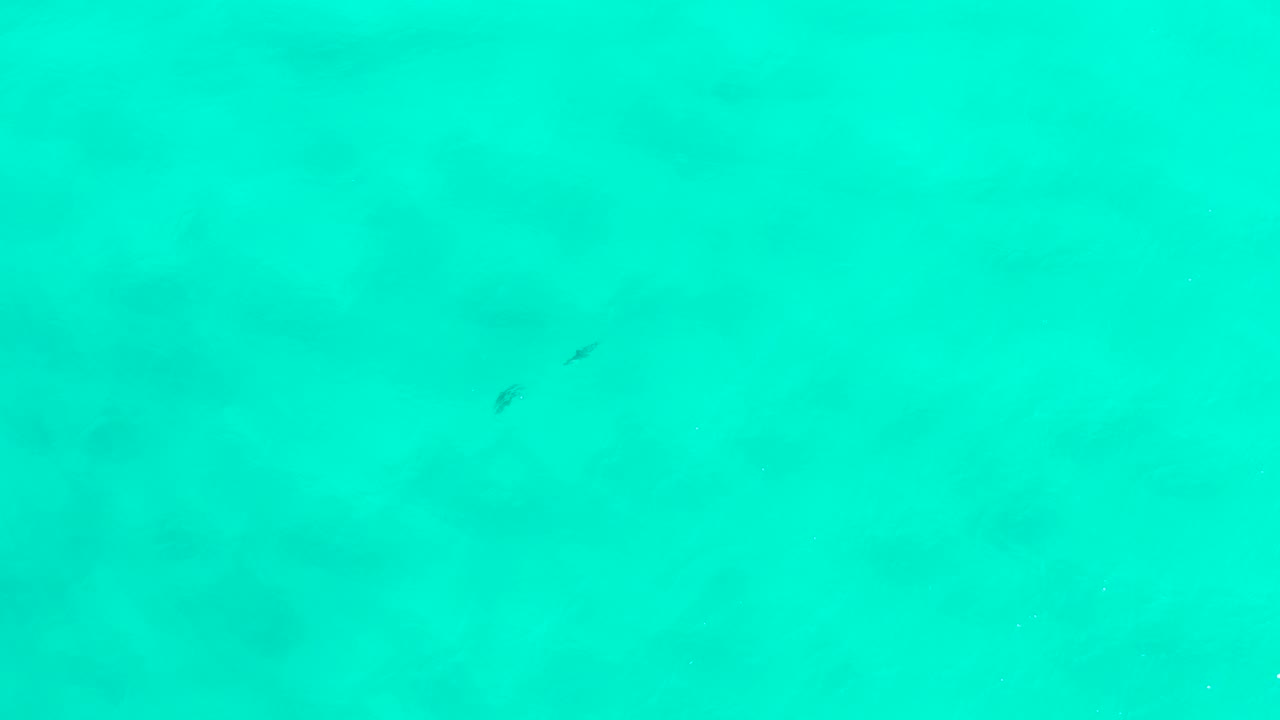 Bright shallow water in San Jose Del Cabo shows pale sandy patches below the surface and small dark fish near the upper portion, with no visible people.