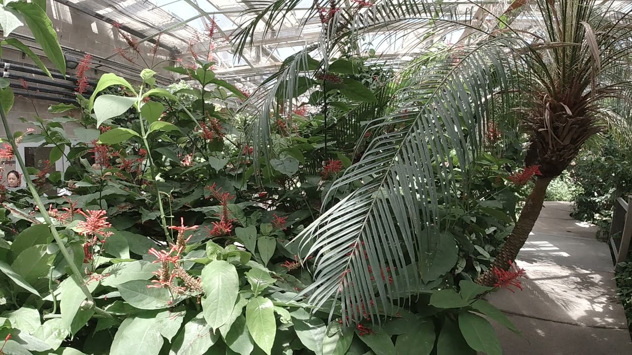 Denver greenhouse foliage fills the frame with red flowers, broad green leaves, a palm frond, and bright roof light above the plants.