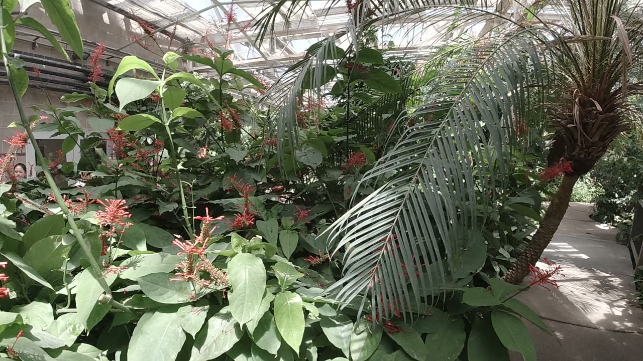 A narrow walkway runs through dense Denver greenhouse plants, with red flowers in the midground and large palm leaves crossing the right side.