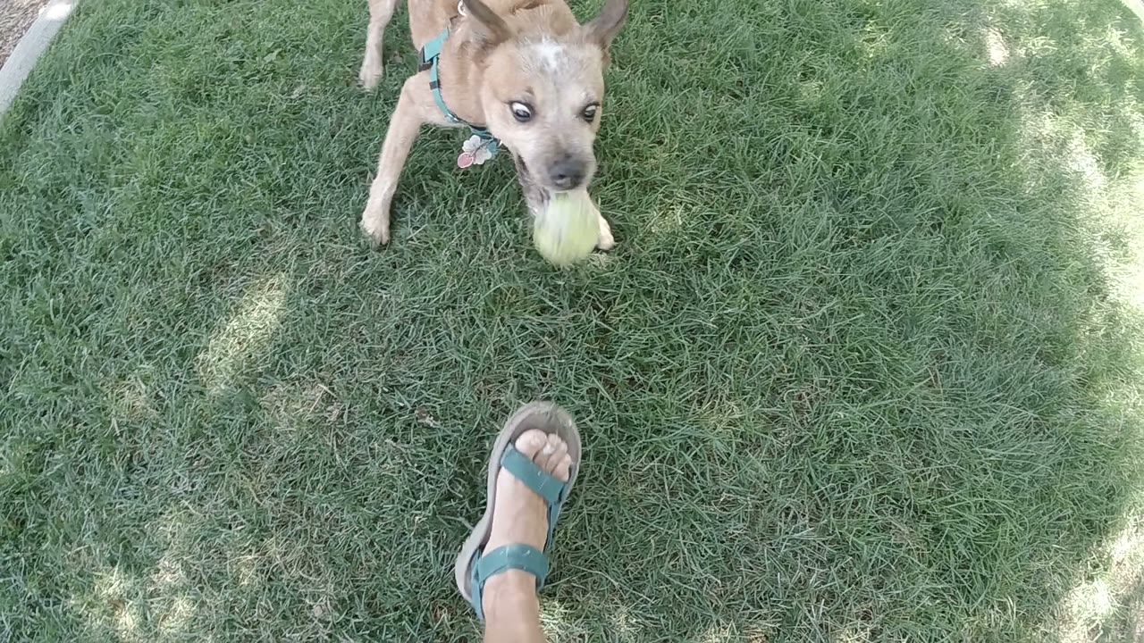 A small brown dog in a teal harness holds a pale ball on green grass in Denver, with part of a sandal-clad foot visible at the lower left.