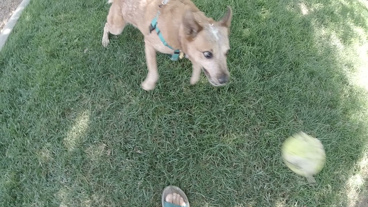 The brown dog stands near the top of the grassy Denver frame while a pale ball blurs through the lower right and a sandal edge appears at the bottom.