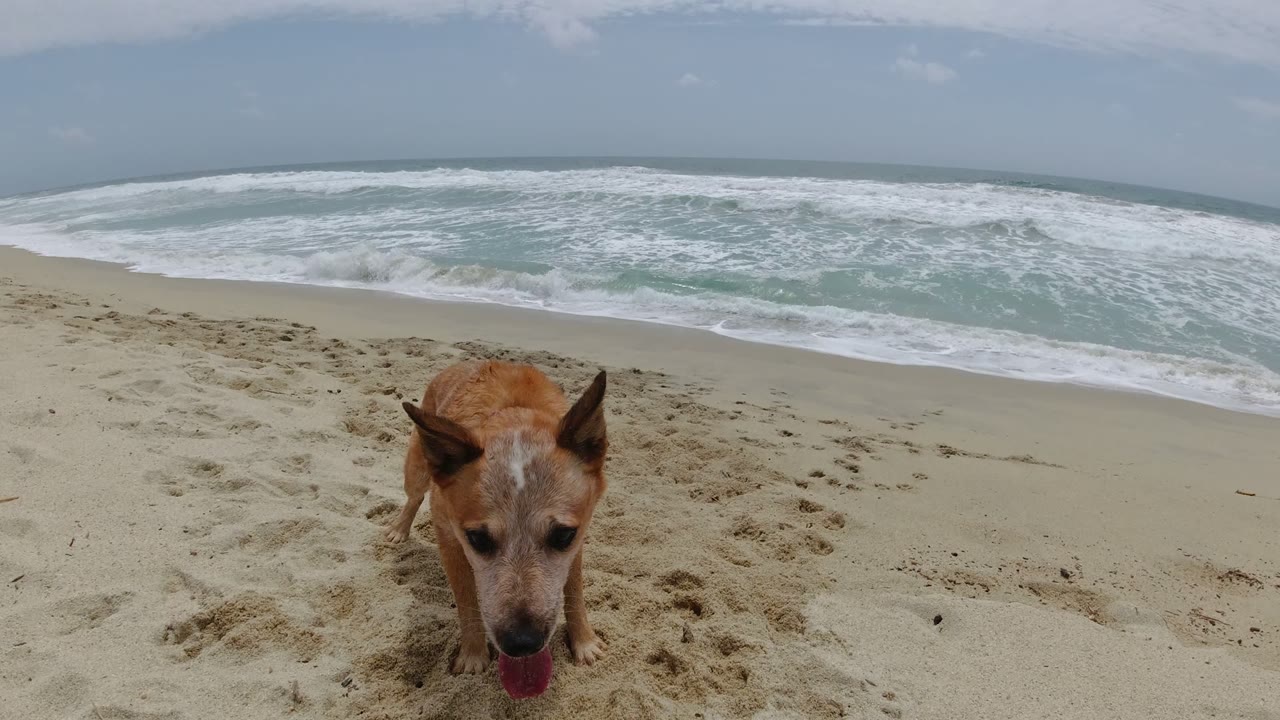 A tan dog stands very close to the camera on a sandy Los Cabos beach, panting in front of foamy surf and a hazy horizon, with no visible people in this frame.