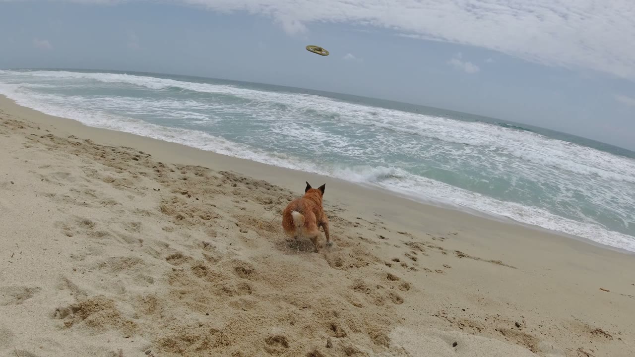 The tan dog runs away from the camera across footprint-marked sand toward a small flying disc above the shoreline in Los Cabos, with breaking waves in the background and no visible people.