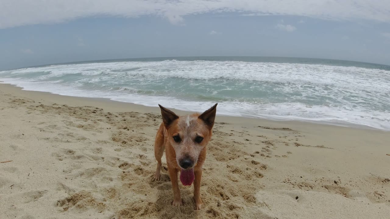 Tan dog close to camera on sandy beach with ocean waves behind it.