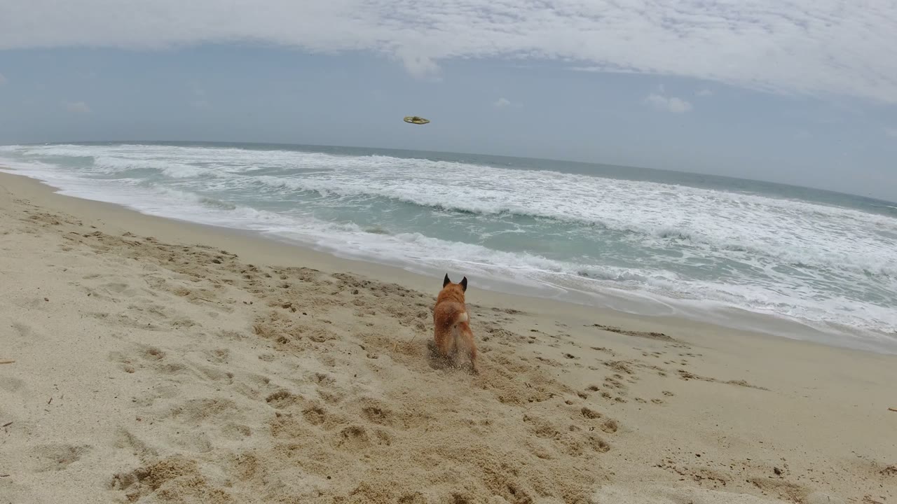 The dog stands farther from camera on the Los Cabos sand as a small frisbee hangs above the surf line, with no visible people in frame.