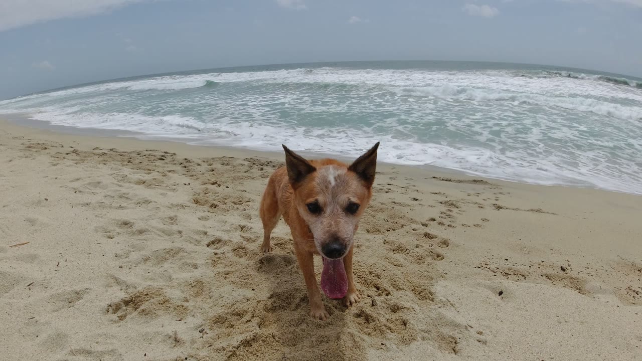 Tan dog stands close to the camera on a sandy Los Cabos beach, with white surf rolling in behind it and no visible people.