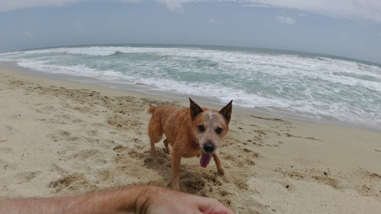 The dog stands beside a partial human arm in the foreground on the Los Cabos beach, with pale sand and churning surf behind them.