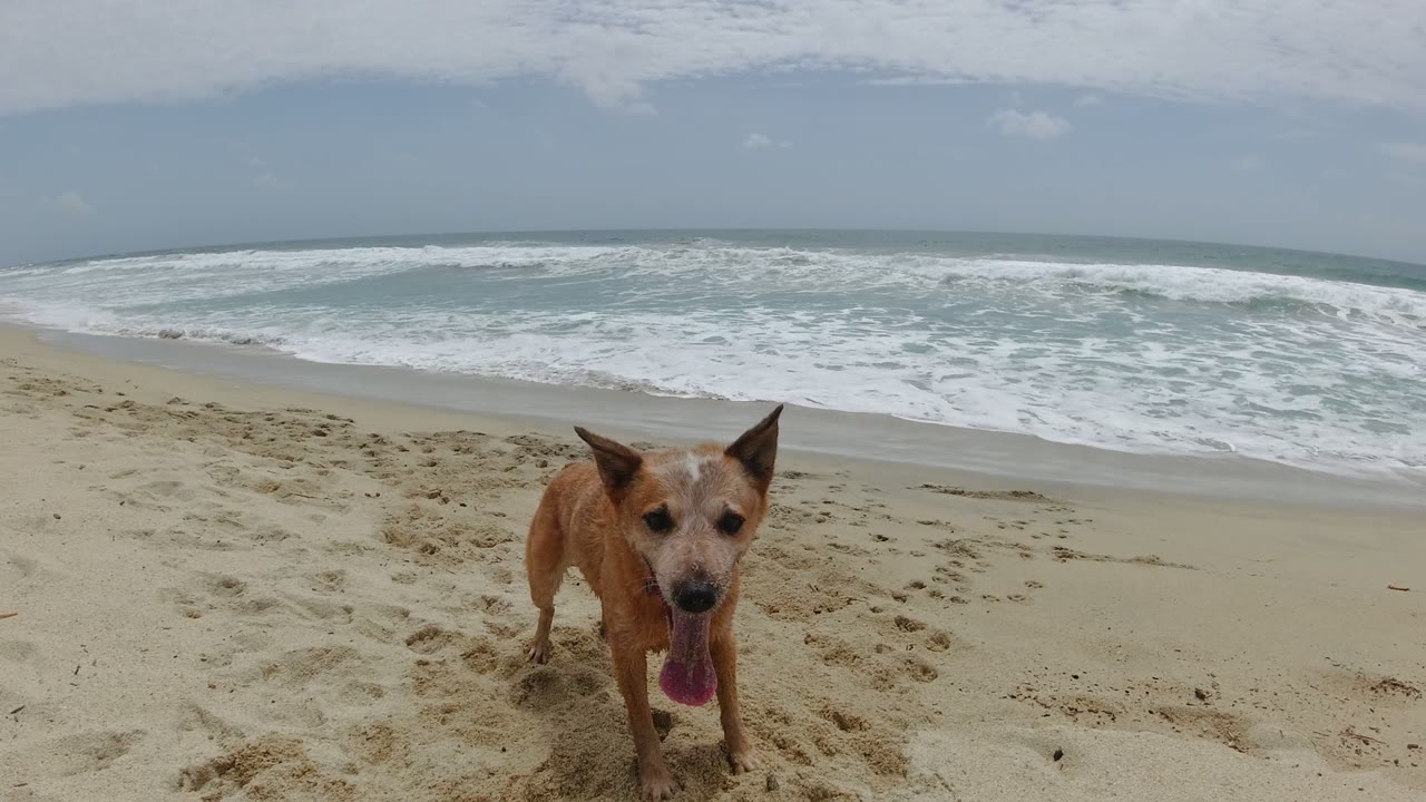Tan dog facing the camera on a sandy beach with surf behind it.