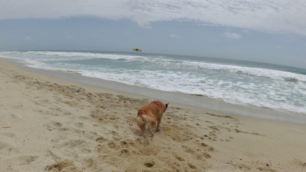The dog runs away from the camera across tracked sand toward the waterline in Los Cabos, Mexico, while white surf rolls across the background and no people are visible.