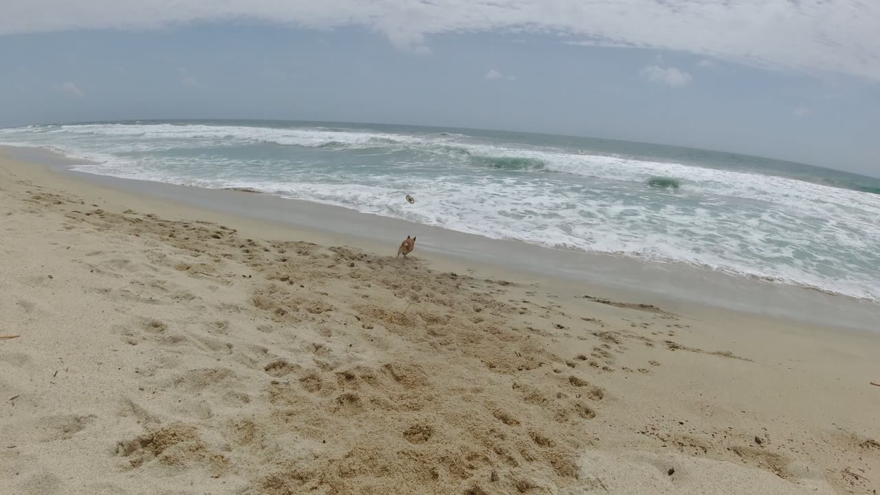 A small tan dog appears near the right side of the sandy shore in Los Cabos, Mexico, with broad foamy surf filling the background and no visible people.