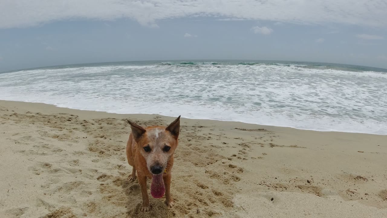 Brown dog close to camera on sandy beach with waves behind.