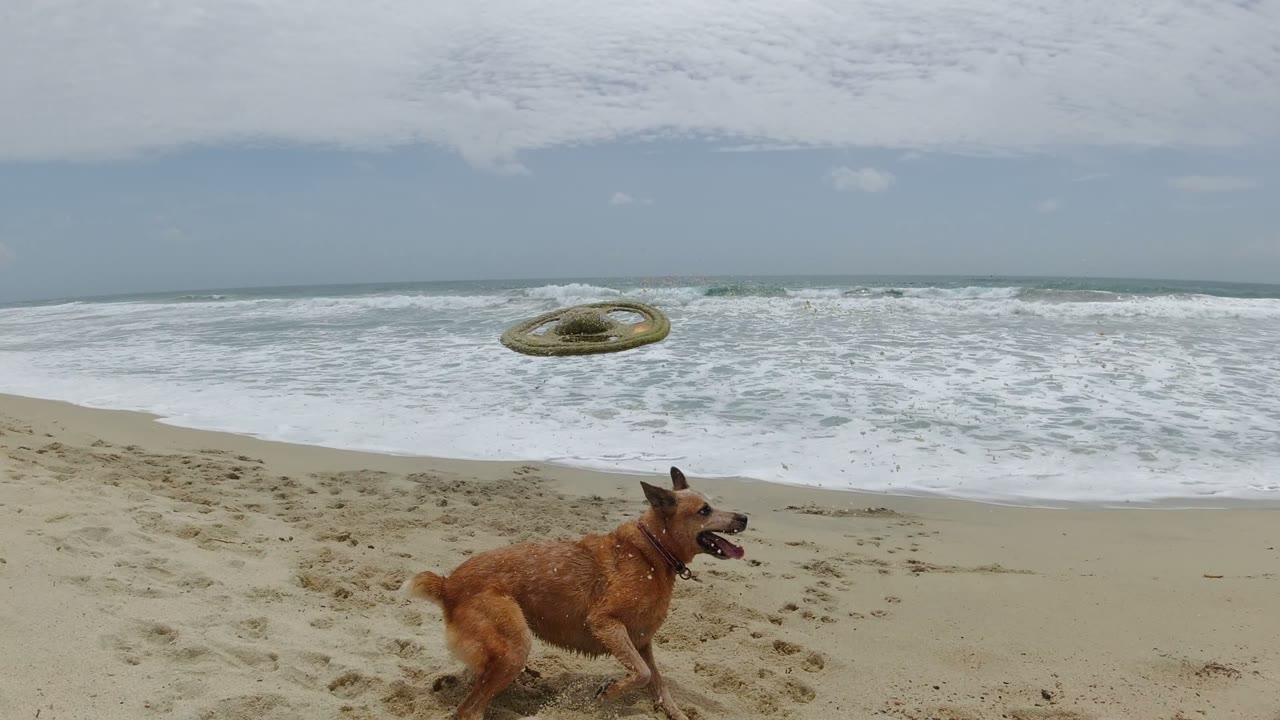 The dog runs across the sand in Los Cabos toward a round frisbee hanging above the beach, with foamy waves filling the background and no visible people.