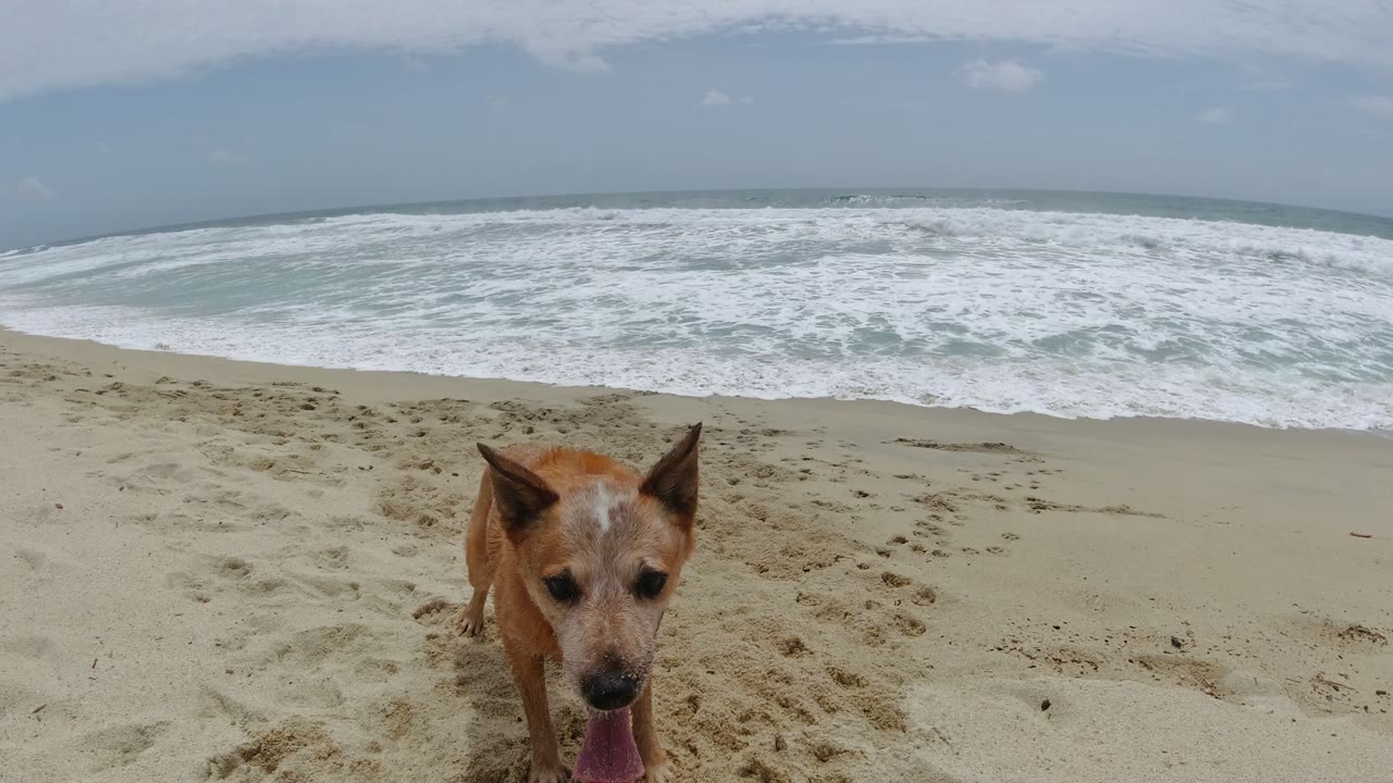 Close beach-level view of a tan dog near the camera on a Los Cabos beach, with foamy surf and a pale hazy sky behind it and no visible people.