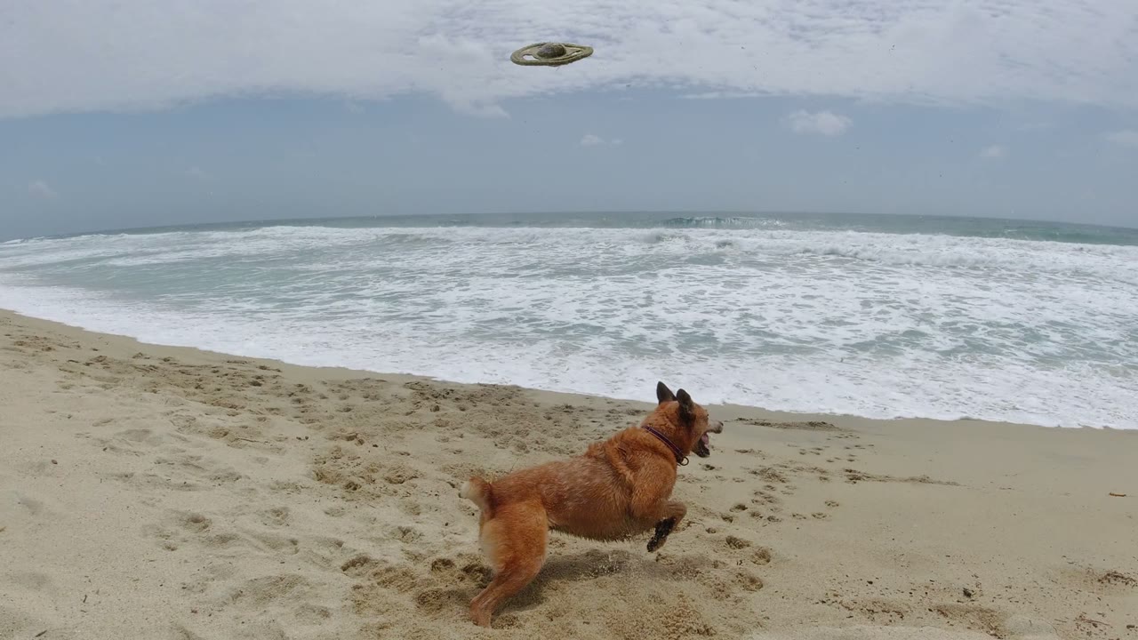 A tan dog runs across the sand toward the shoreline on a Los Cabos beach while a frisbee hangs above the foamy ocean, with no visible people.