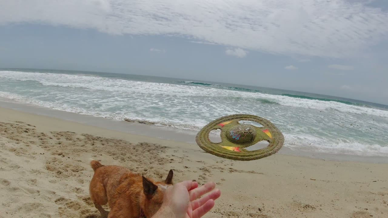 Tan dog at the lower left watches a yellow ring toy fly over a sandy Los Cabos beach, with foamy surf and no visible people in the background.