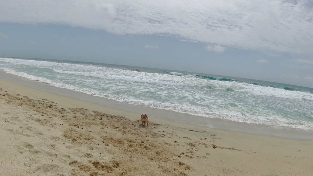 The dog runs down the sloped sand toward the surf on a Los Cabos beach, with bright foam lines and no visible people in frame.