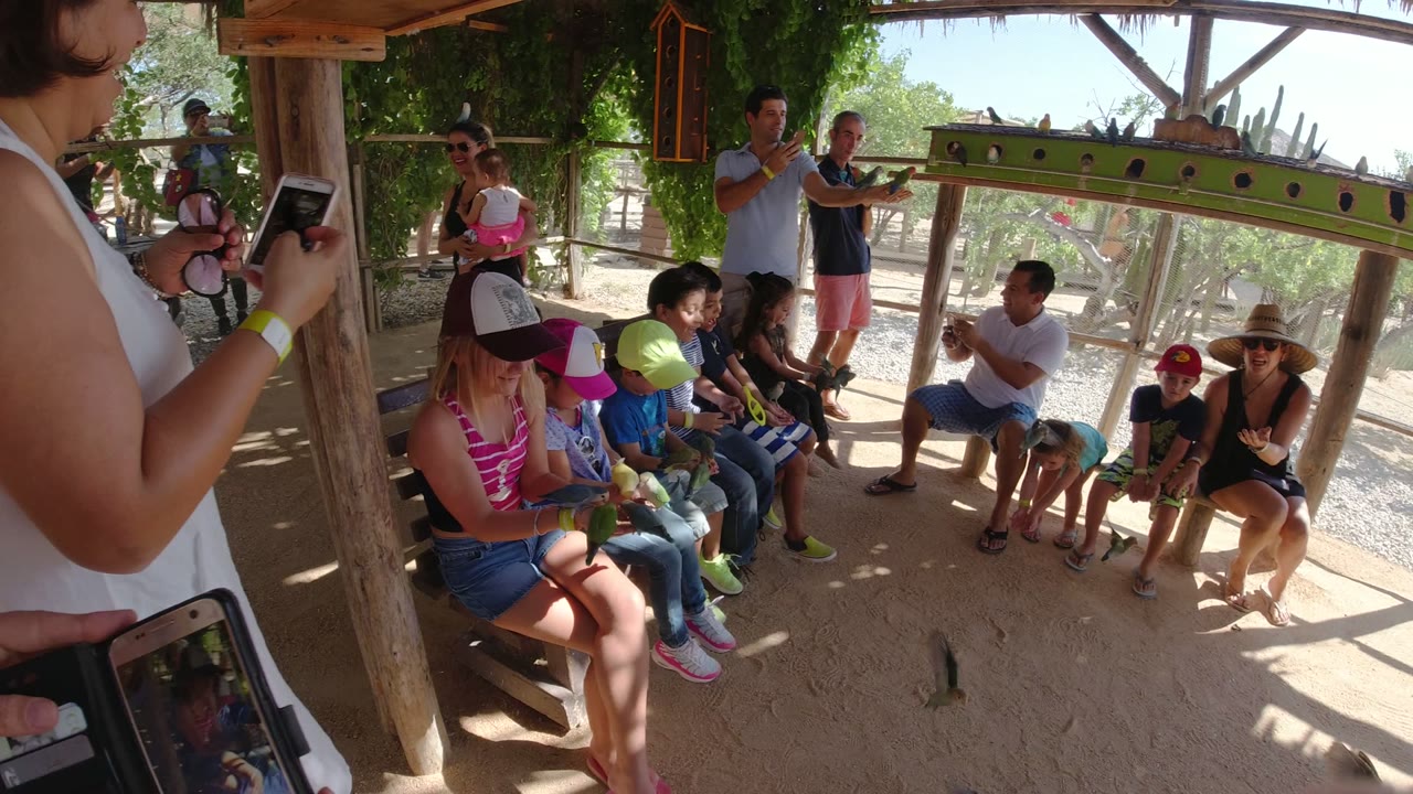 A wider moment in Los Cabos, Mexico shows children and adults on benches watching birds on the sandy floor, with a woman filming from the foreground.