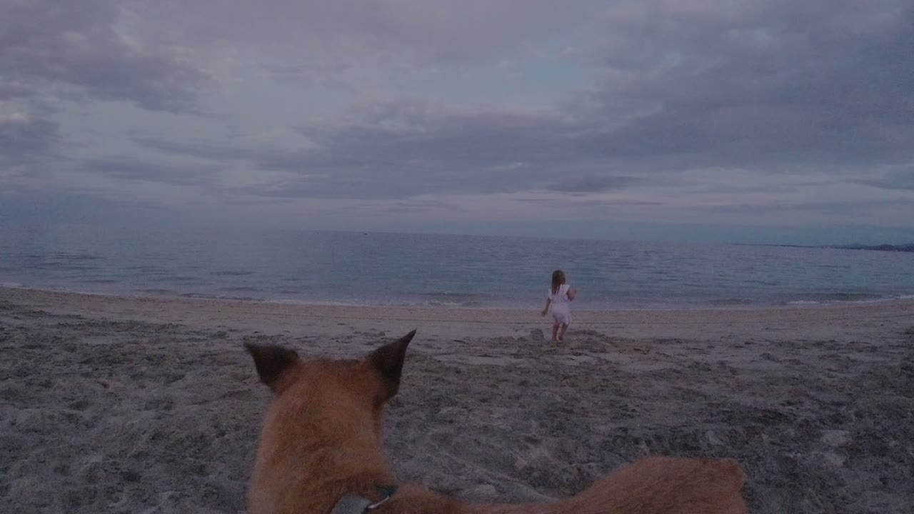 A fawn-coated dog in the foreground watches a young girl walking on the sandy shore in Los Cabos, Mexico, with calm ocean water and a dim sky behind her.