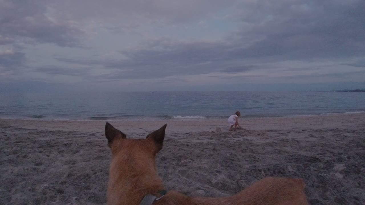 The dog’s ears and back frame the lower edge while the young girl crouches closer to the surf on the Los Cabos beach under muted blue-gray light.