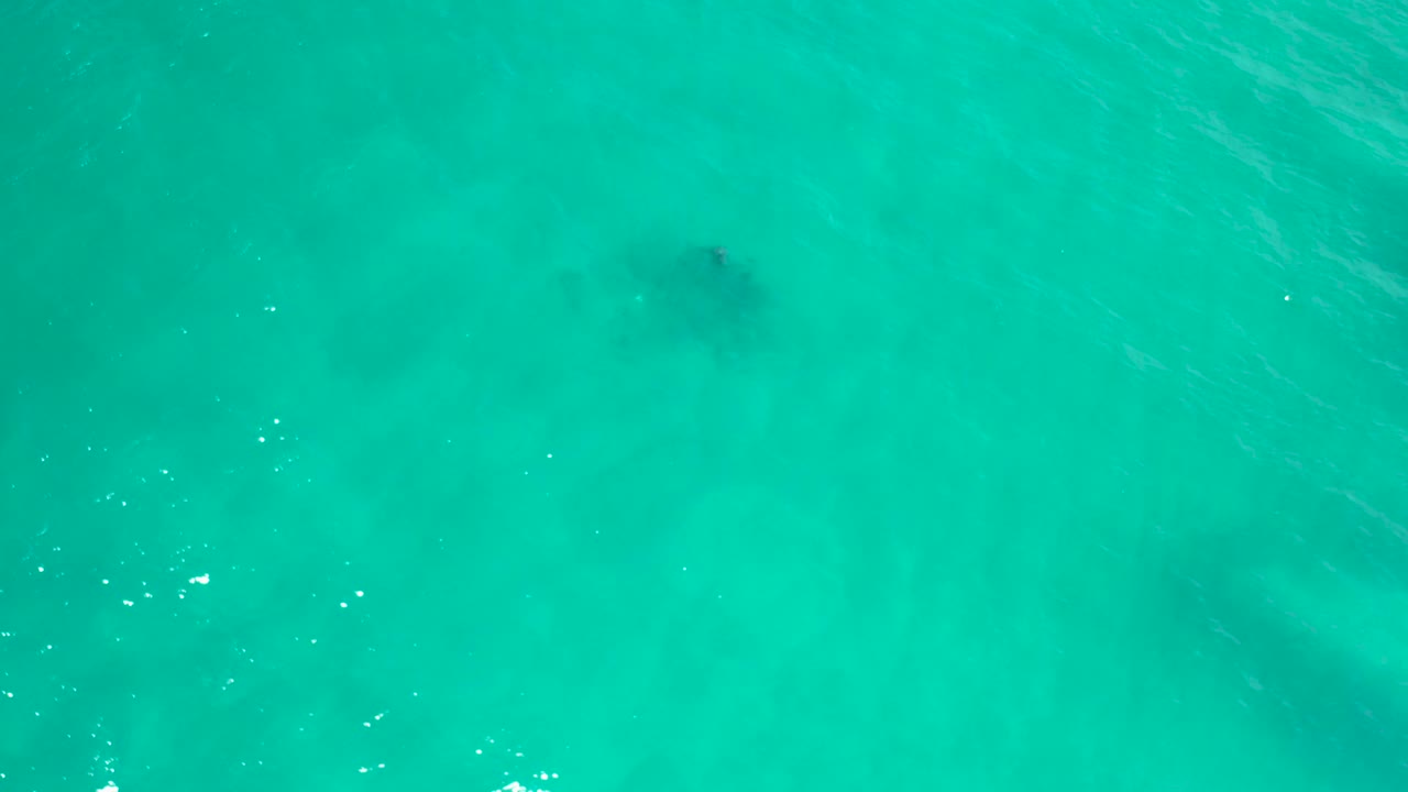 Clear blue-green water in San Jose del Cabo, Mexico, shows the dark fish farther into the frame with faint ripples and no visible people.