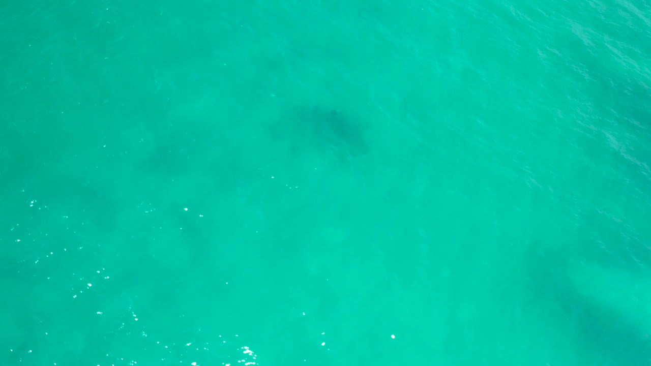 Top-down San Jose del Cabo water view with the dark fish shape crossing blue-green water, small white glints, and no visible people.
