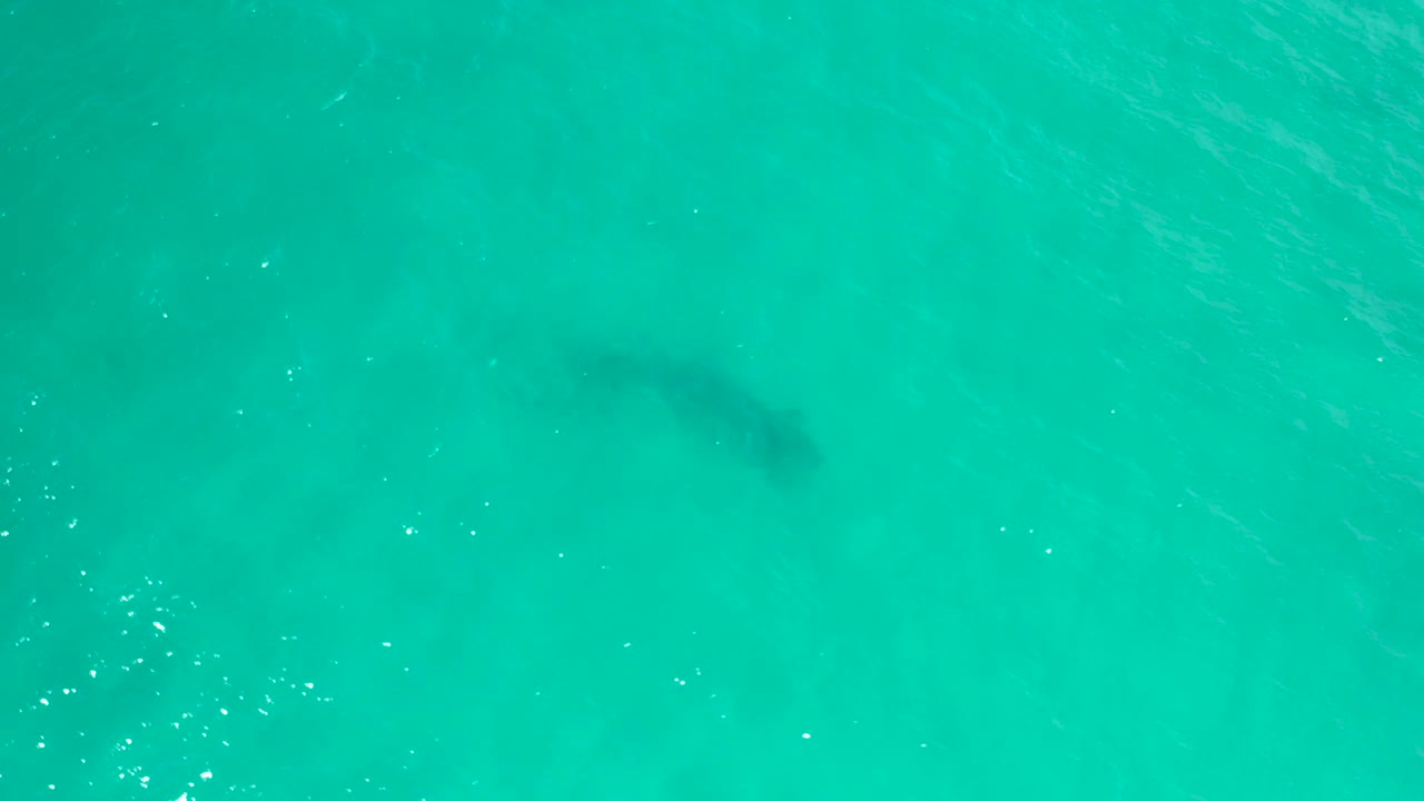 Straight-down aerial frame in San Jose Del Cabo, Mexico, showing a dark fish shape under bright turquoise water with scattered sun glints and no visible people.