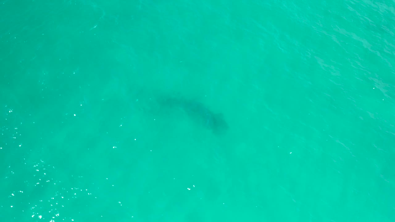 A large dark fish shape sits below rippled turquoise water in San Jose Del Cabo, Mexico, with the subject slightly softer under the surface and no visible people.