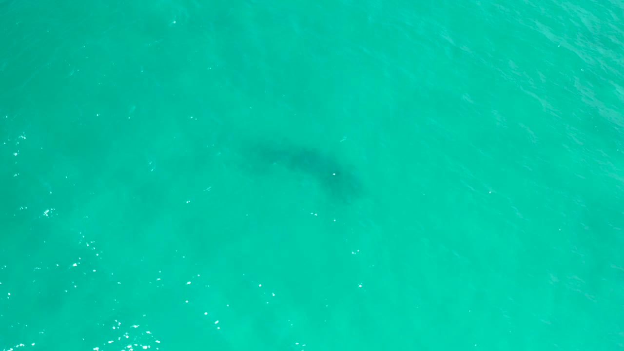 The fish appears as a dark underwater form near the upper right of a clear turquoise aerial frame in San Jose Del Cabo, Mexico, with no shoreline and no visible people.