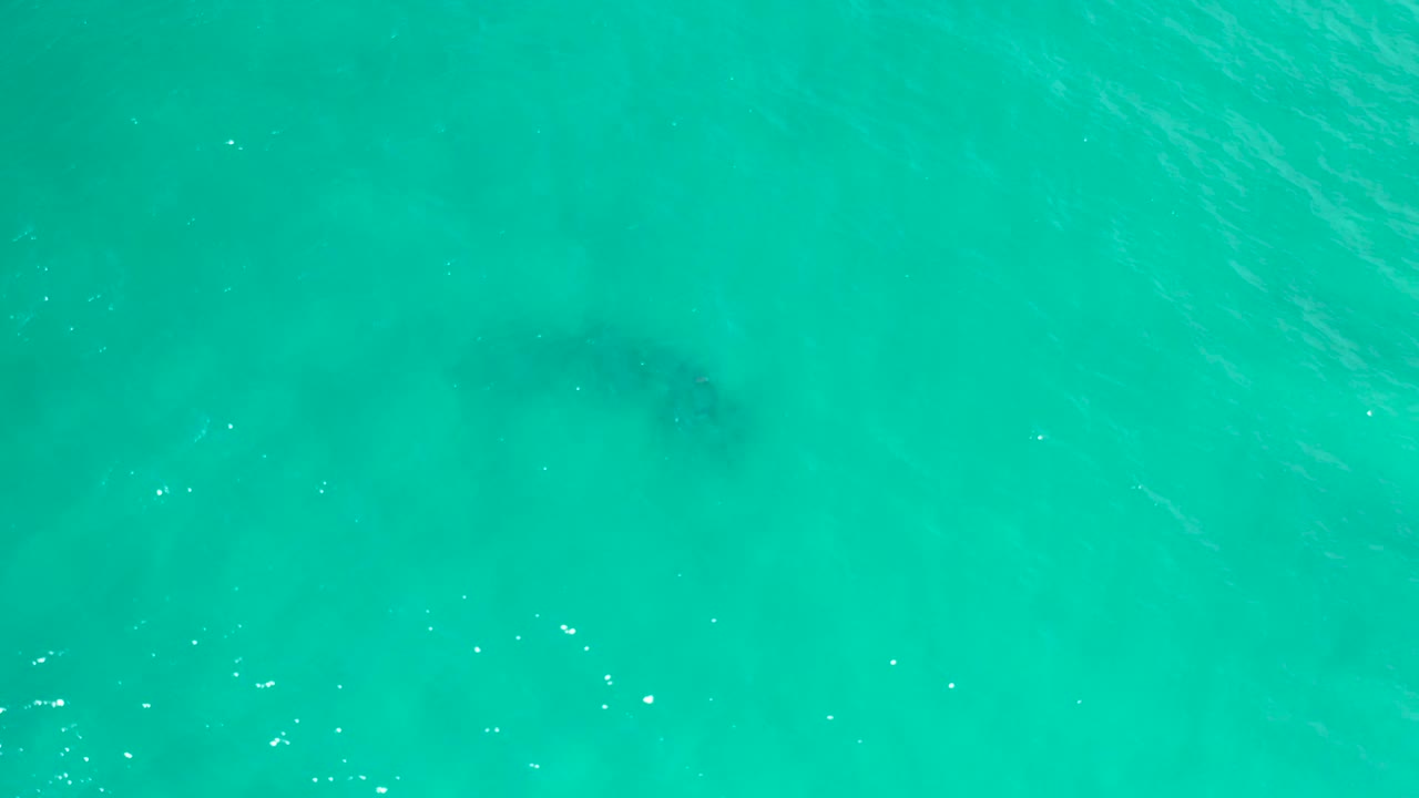 A softer dark fish silhouette is visible beneath teal water in San Jose Del Cabo, Mexico, with broad color gradients under the surface and no visible people.