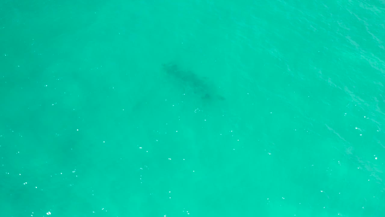 Blue-green ocean water in San Jose del Cabo fills the frame, with surface glints and a faint underwater shadow slightly left of center, no visible people.