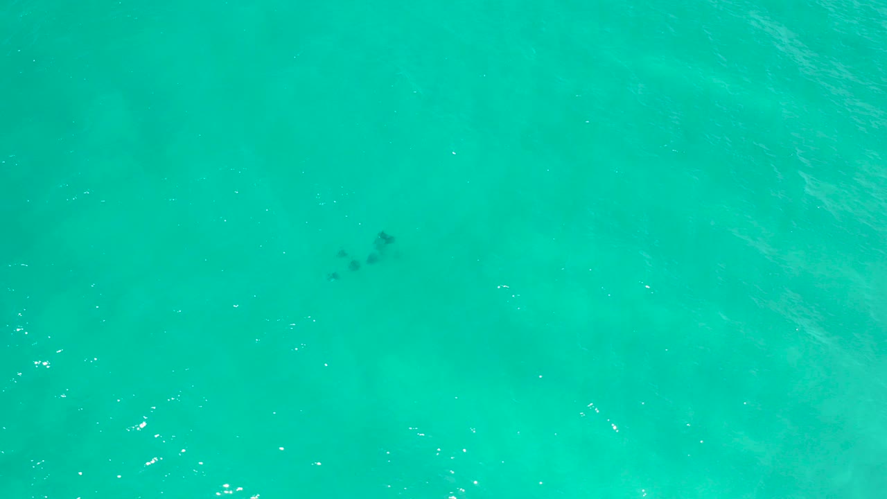 Opening frame of sea green water in San Jose Del Cabo, Mexico, with small dark fish near the upper left and no visible people.