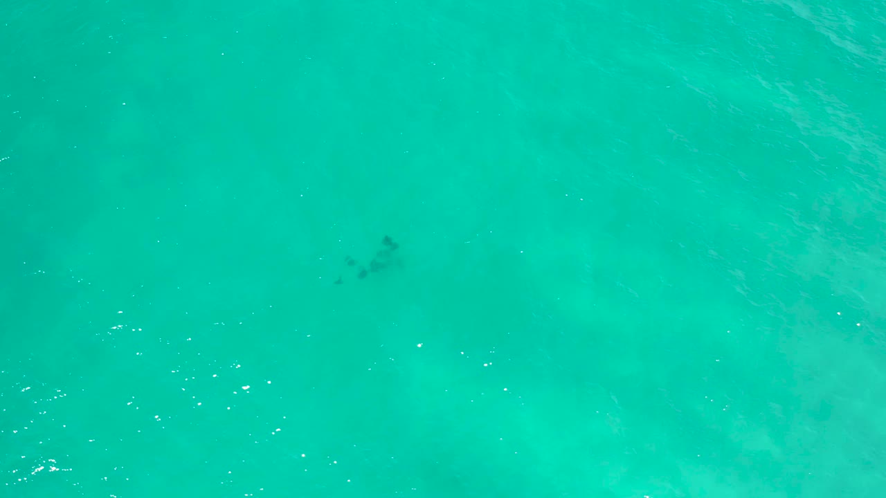 Overhead turquoise water in San Jose Del Cabo, Mexico, with small fish shapes near the upper right and no visible people.