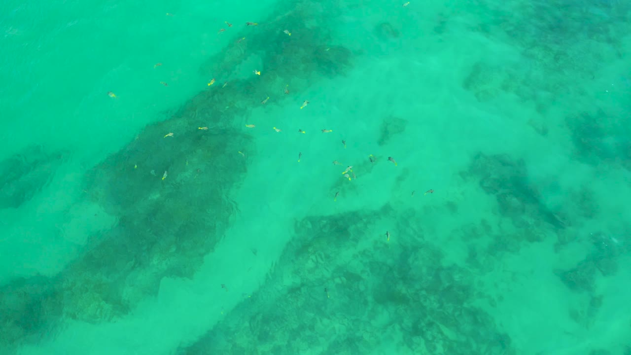 An overhead frame from Shipwrecks Beach, Baja California Sur, shows scattered small fish crossing clear green-blue water above darker seabed patches, with no visible people.